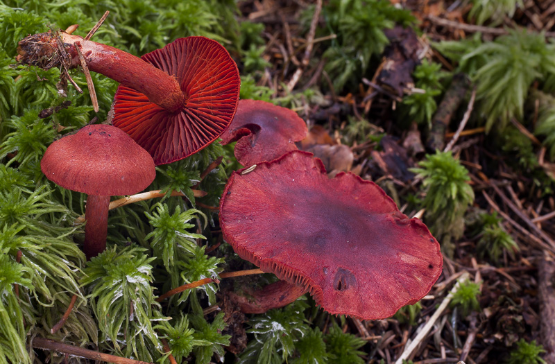 Cortinarius sanguineus